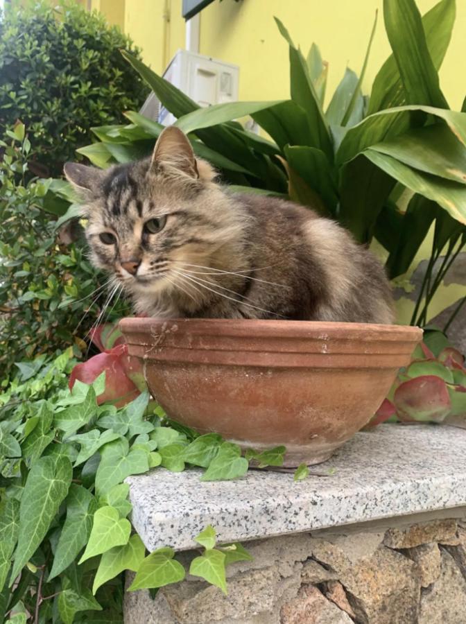 Lovely Flat In Northern Sardinia ヴァッレドーリア エクステリア 写真